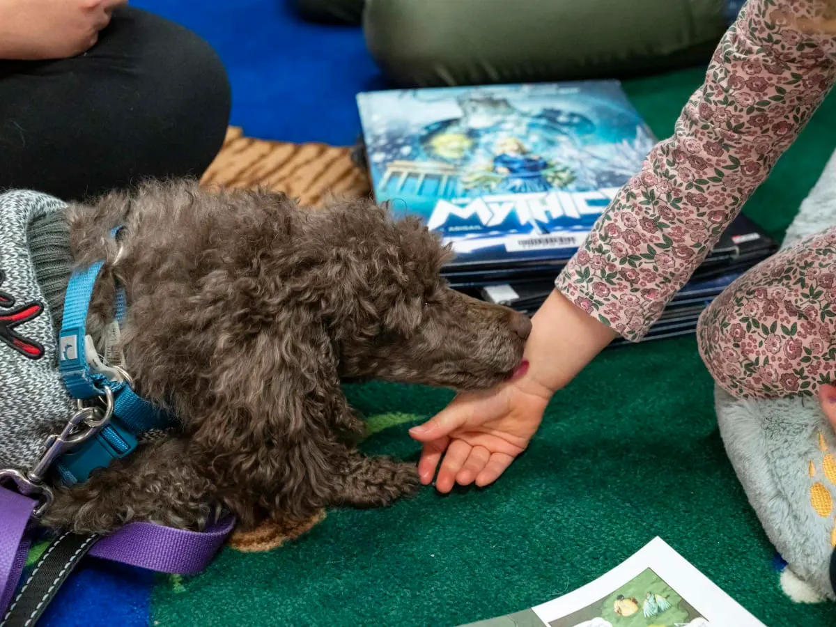 Désensibilisation aux chiens